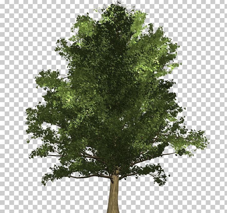 Tree Ginkgo Biloba Oak Schinus Molle Woody Plant PNG, Clipart, Arborist, Branch, Evergreen, Extract, Ginkgo Biloba Free PNG Download