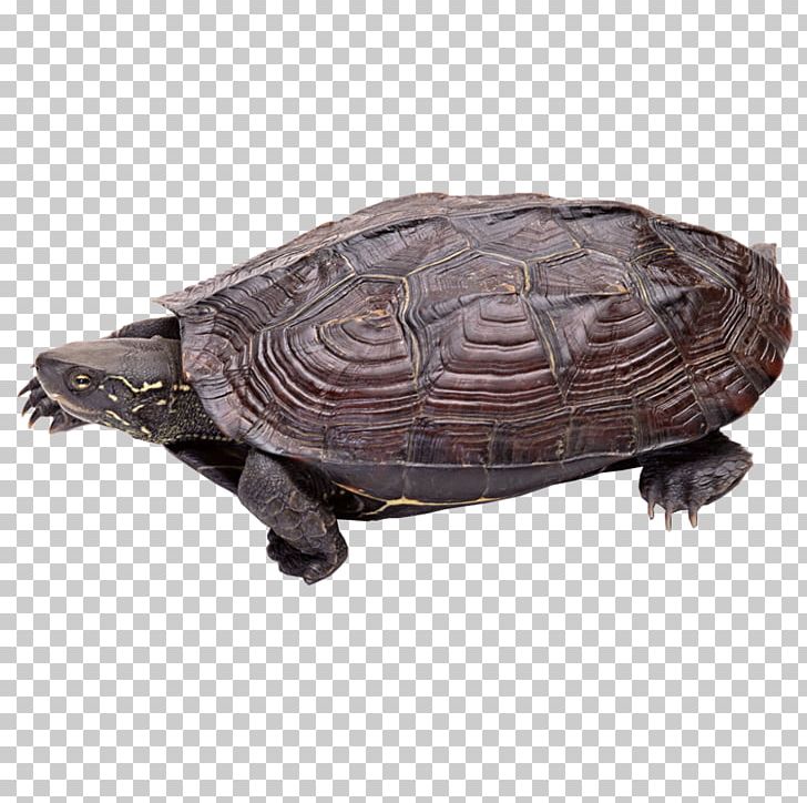Turtles In Captivity Reptile Chinese Pond Turtle Red-eared Slider PNG, Clipart, Animal, Animals, Box Turtle, Box Turtles, Chelydridae Free PNG Download