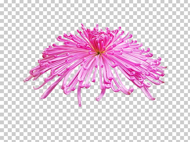 Chrysanthemum Flower PNG, Clipart, Bright, Chrysanths, Cut Flowers, Dahlia, Daisy Family Free PNG Download