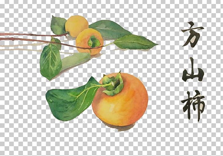 Clementine Japanese Persimmon Food Watercolor Painting PNG, Clipart, Bitterness, Bitter Orange, Citrus, Food, Free Logo Design Template Free PNG Download