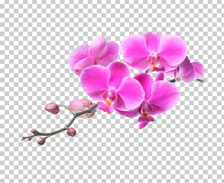 Moth Orchids Flower Pink Plants PNG, Clipart, Blossom, Branch, Color, Flower, Flowering Plant Free PNG Download