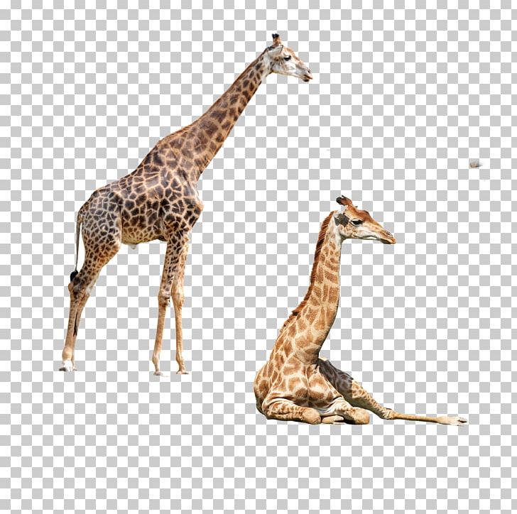 Northern Giraffe Okapi Elephant Felidae PNG, Clipart, Animal, Animals, Cartoon, Cartoon Giraffe, Cute Free PNG Download