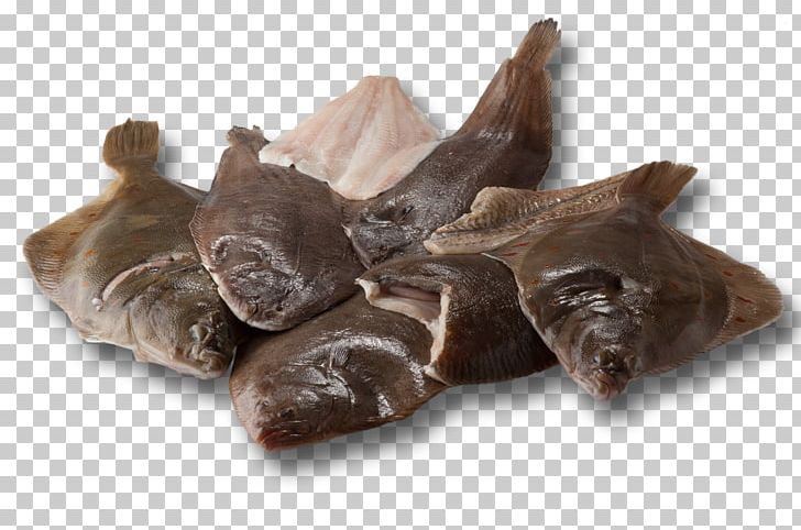 Pig's Ear Snout PNG, Clipart,  Free PNG Download