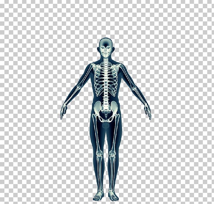 Shoulder Skeleton Homo Sapiens Muscle Figurine PNG, Clipart, Arm, At 3, Chiropractic, Costume, Costume Design Free PNG Download