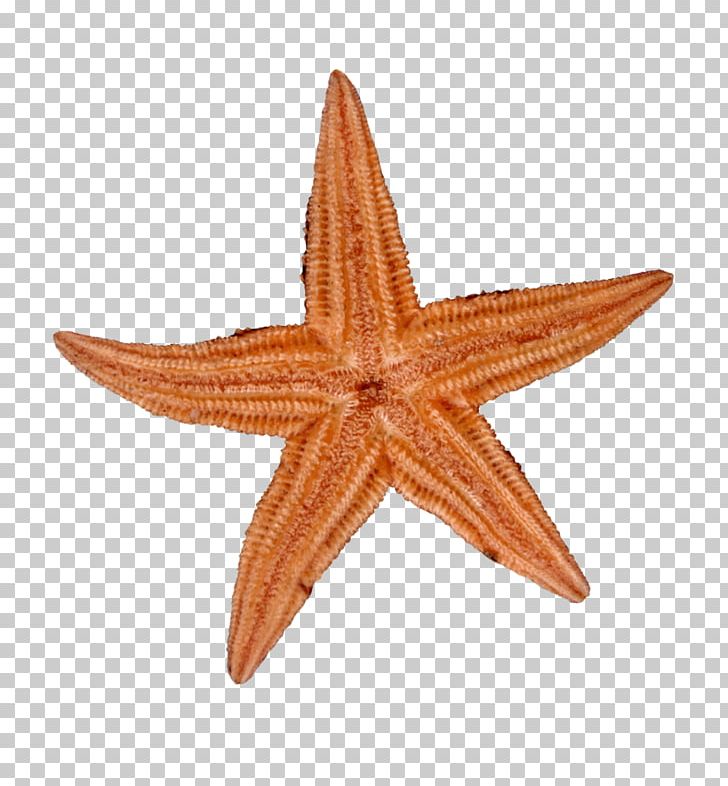 Starfish PNG, Clipart, Animals, Echinoderm, Encapsulated Postscript, Euclidean Vector, Invertebrate Free PNG Download