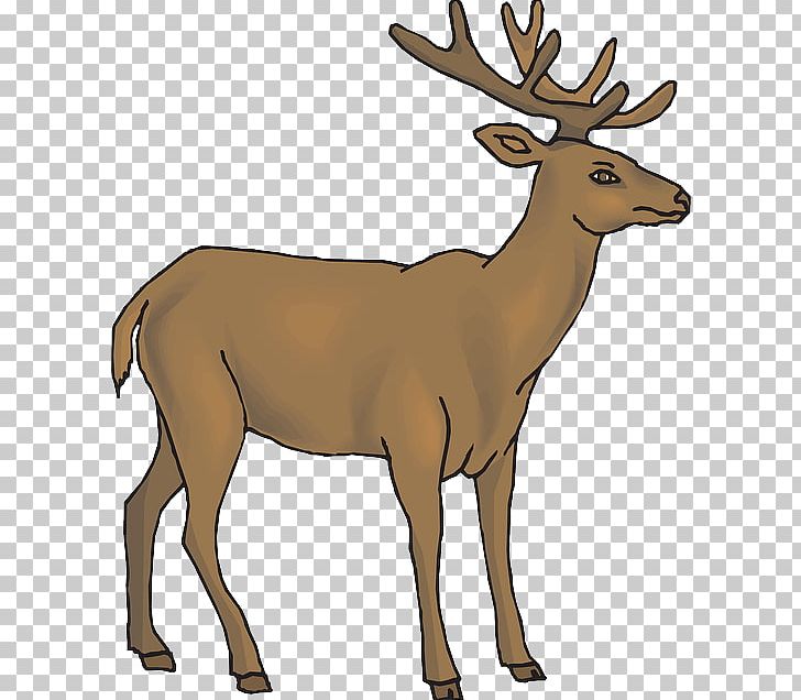 White-tailed Deer Reindeer Rudolph PNG, Clipart, Animal, Animal Figure, Animals, Antler, Deer Free PNG Download