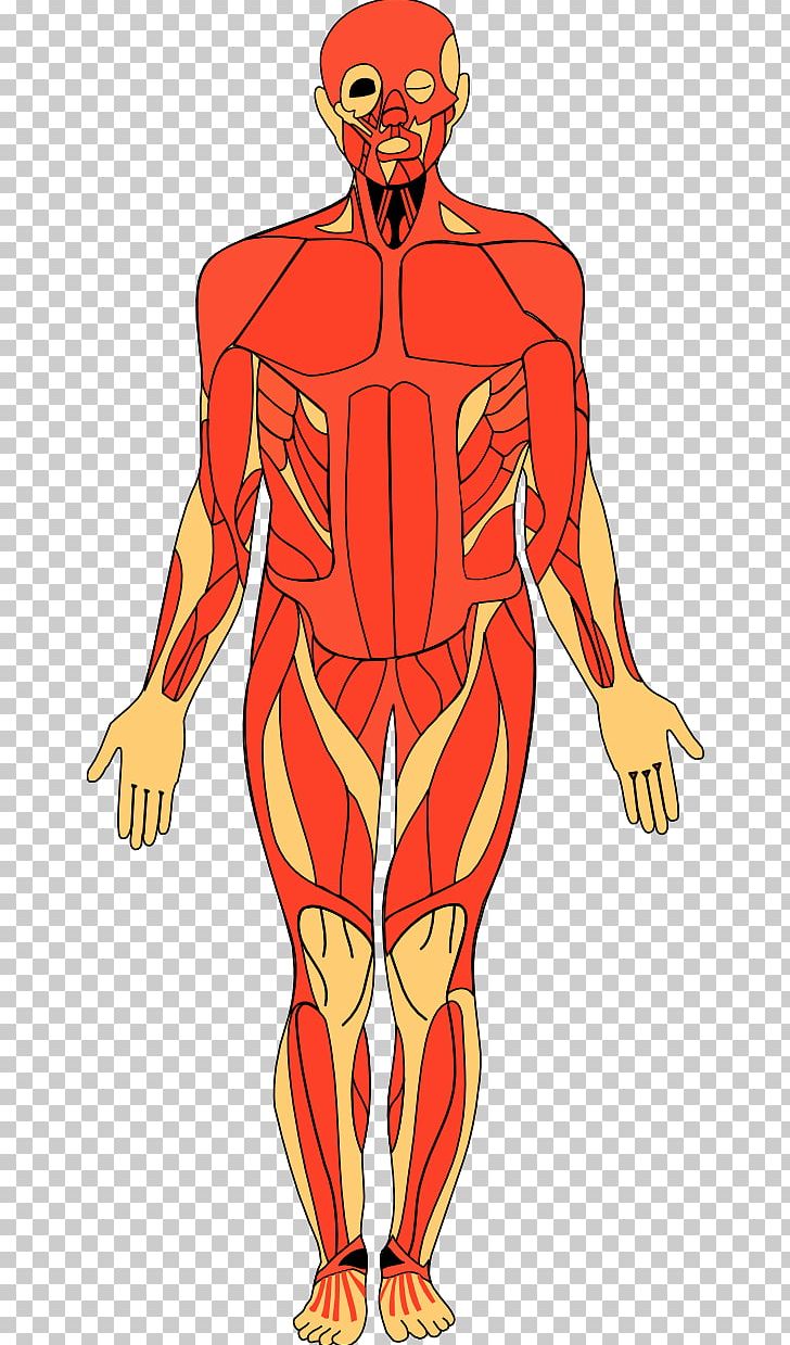 Anatomy Of The Human Body Human Anatomy PNG, Clipart, Abdomen, Anatomy, Anatomy Of The Human Body, Arm, Art Free PNG Download