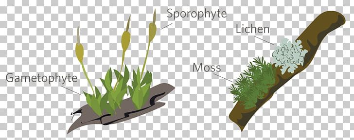 Bryophyte Moss Sporophyte Gametophyte Plants PNG, Clipart, Algae, Bluegreen Bacteria, Bryophyte, Flower, Fungus Free PNG Download