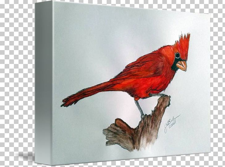 Fauna Beak Feather PNG, Clipart, Animals, Beak, Bird, Cardinal, Fauna Free PNG Download