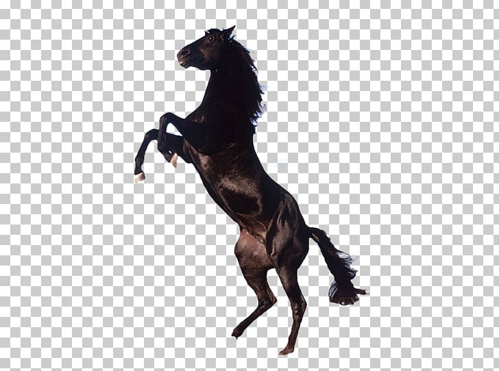 Friesian Horse Arabian Horse Clydesdale Horse Stallion Mare PNG, Clipart, Animal, Black, Decorative, Decorative Pattern, Desktop Wallpaper Free PNG Download