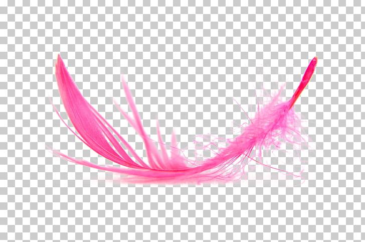 Feather PNG, Clipart, Animals, Computer Wallpaper, Creatives, Feather Pen, Feathers Free PNG Download