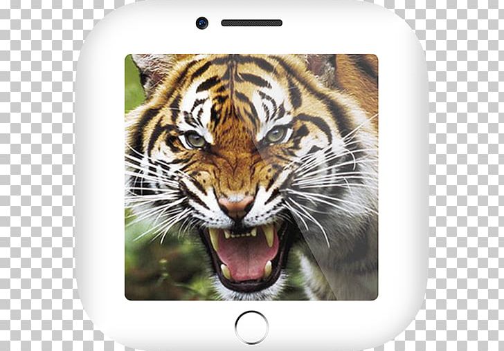 Tiger Amulet Takrut Animal Sounds Free App Store PNG, Clipart, Amulet, Android, Animal, Animals, Animal Sounds Free PNG Download