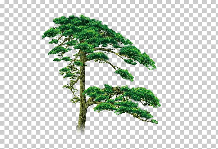 Chengdu Jieyang Shanghai Hongcunzhen PNG, Clipart, Biome, Bonsai, Branch, Chengdu, Forest Free PNG Download