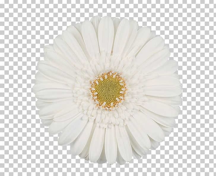 Transvaal Daisy White Cut Flowers Green PNG, Clipart, Assortment Strategies, Asterales, Color, Cut Flowers, Daisy Free PNG Download