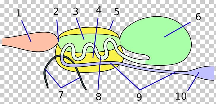 Insect Physiology Aparato Digestivo True Bugs Human Digestive System PNG, Clipart, Angle, Animals, Area, Cartoon, Chamber Free PNG Download
