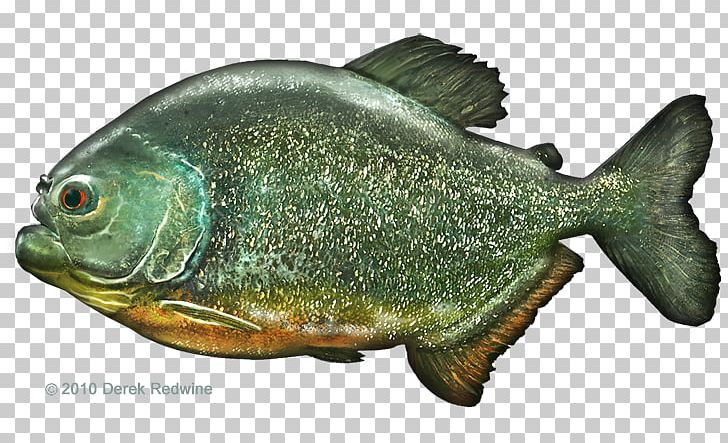 Perch Marine Biology Fauna Tilapia Oily Fish PNG, Clipart, Biology, Fauna, Fish, Marine Biology, Oily Fish Free PNG Download
