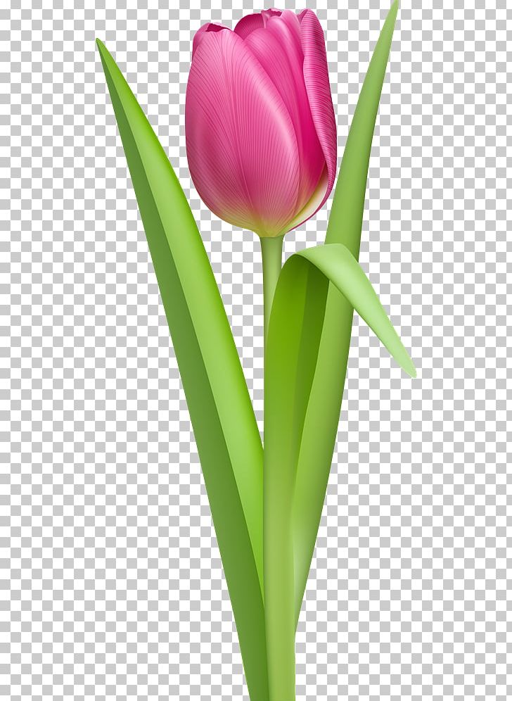 Tulip PNG, Clipart, Blog, Bud, Cut Flowers, Desktop Wallpaper, Document Free PNG Download