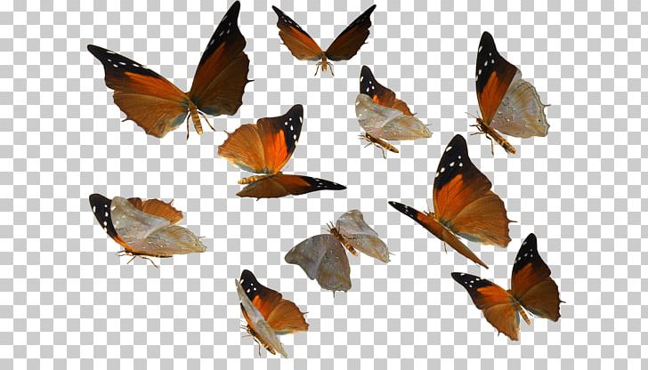 Butterfly Insect PNG, Clipart, Arthropod, Brush Footed Butterfly, Desktop Wallpaper, Editing, Information Free PNG Download