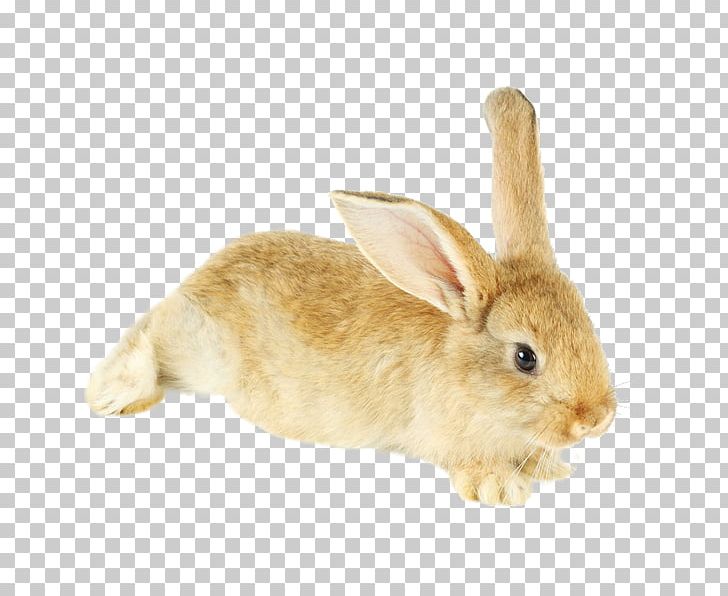 Domestic Rabbit Hare Fur PNG, Clipart, Adobe Flash Player, Animals, Computer Icons, Domestic Rabbit, Ear Free PNG Download