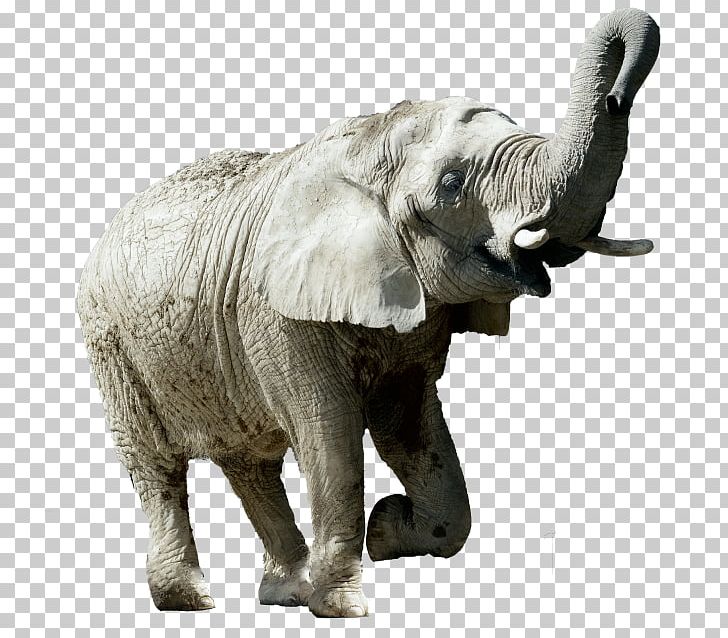 Indian Elephant African Elephant Tusk Wildlife Elephantidae PNG, Clipart, African Elephant, Animal, Animal Figure, Elephant, Elephantidae Free PNG Download