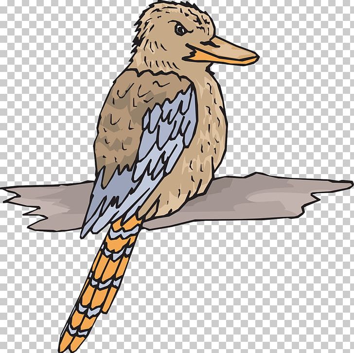 Laughing Kookaburra Bird PNG, Clipart, Animals, Art, Beak, Bird, Drawing Free PNG Download