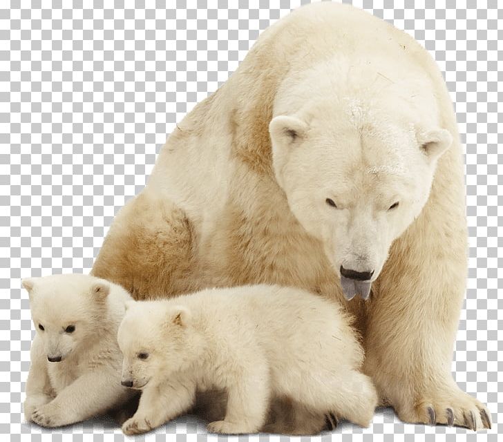 Polar Bear Stock Photography Arctic PNG, Clipart, Arctic, Erp, Polar Bear, Stock Photography Free PNG Download