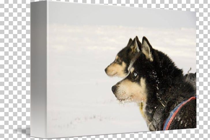 Siberian Husky Sakhalin Husky Canadian Eskimo Dog Alaskan Malamute Greenland Dog PNG, Clipart, Alaskan Husky, American Eskimo Dog, Canadian Eskimo Dog, Carnivoran, Dog Free PNG Download