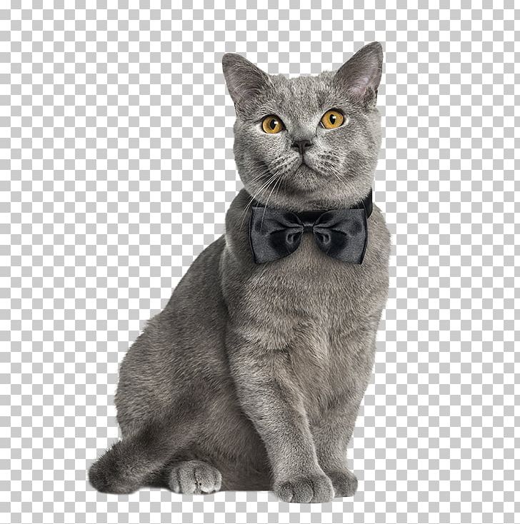 Stock Photography British Shorthair Dog Veterinarian PNG, Clipart, American Wirehair, Animals, Asian, British Shorthair, Carnivoran Free PNG Download