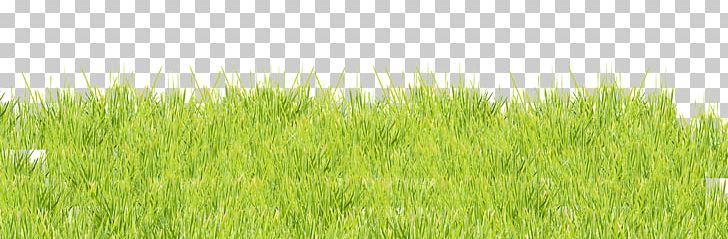 Vetiver Lawn Meadow Wheatgrass Green PNG, Clipart, Art, Background Green, Beauty, Chrysopogon, Chrysopogon Zizanioides Free PNG Download