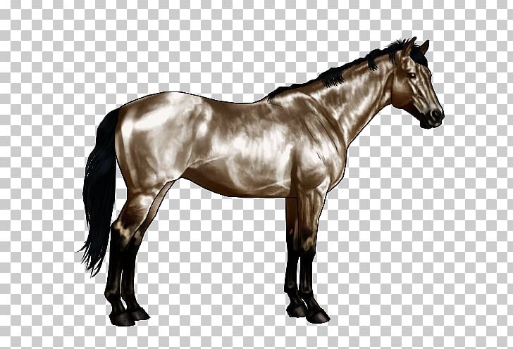 American Paint Horse American Quarter Horse Roan Equine Coat Color Pinto Horse PNG, Clipart, American Quarter Horse, Black, Bridle, Brindle, Chestnut Free PNG Download