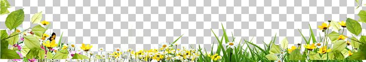 Grass Flower PNG, Clipart, Bloom, Bush, Bush Vector, Computer, Computer Wallpaper Free PNG Download
