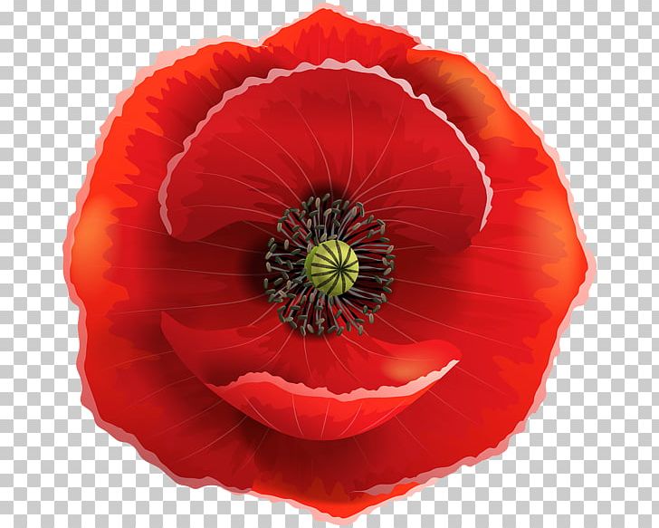 Remembrance Poppy Armistice Day Common Poppy Flower PNG, Clipart, Annual Plant, Armistice Day, California Poppy, Color, Common Poppy Free PNG Download
