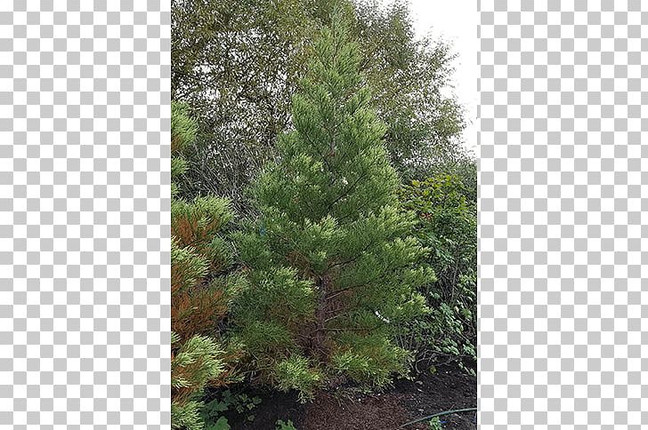 Spruce Pine Larch Fir Tree PNG, Clipart, Biome, Branch, Conifers, Forest, Giant Sequoia Free PNG Download