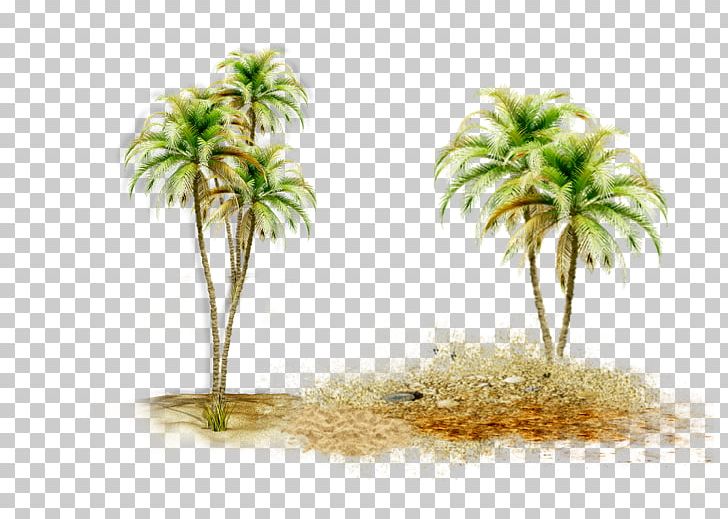 Asian Palmyra Palm Coconut Date Palm Palm Trees Borassus PNG, Clipart, Arecales, Asian Palmyra Palm, Borassus, Borassus Flabellifer, Coconut Free PNG Download