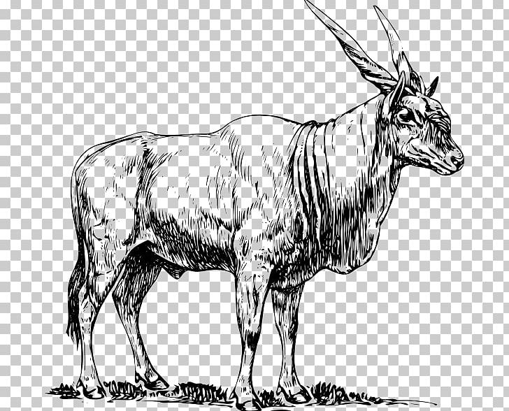 Common Eland Antelope Drawing PNG, Clipart, Animal Figure, Antelope, Black And White, Bull, Cow Goat Family Free PNG Download