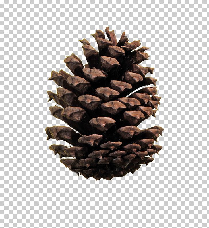 Conifer Cone Portable Network Graphics File Formats Stone Pine PNG, Clipart, Austral Pacific Energy Png Limited, Cone, Conifer, Conifer Cone, Conifers Free PNG Download