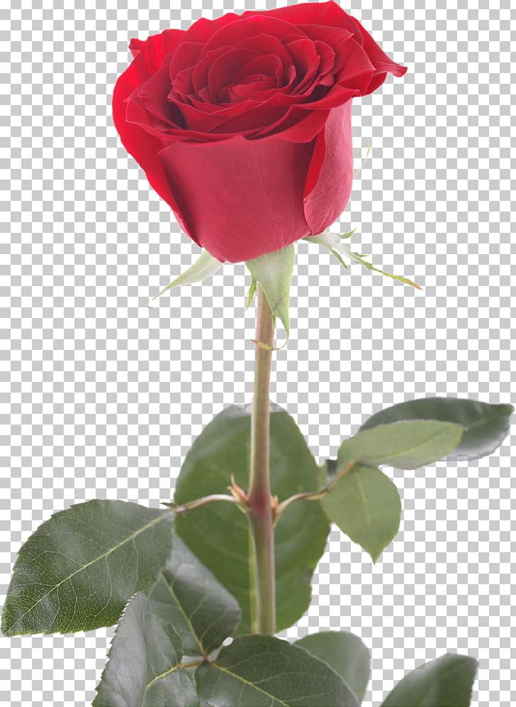 Rosaceae Acne Floribunda Centifolia Roses PNG, Clipart, Acne, Centifolia Roses, China Rose, Cut Flowers, Dermatology Free PNG Download