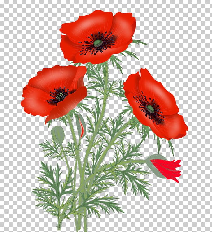 Vase With Red Poppies Poppy Portable Network Graphics Flower PNG, Clipart, Anemone, Annual Plant, Canvas, Coquelicot, Cut Flowers Free PNG Download