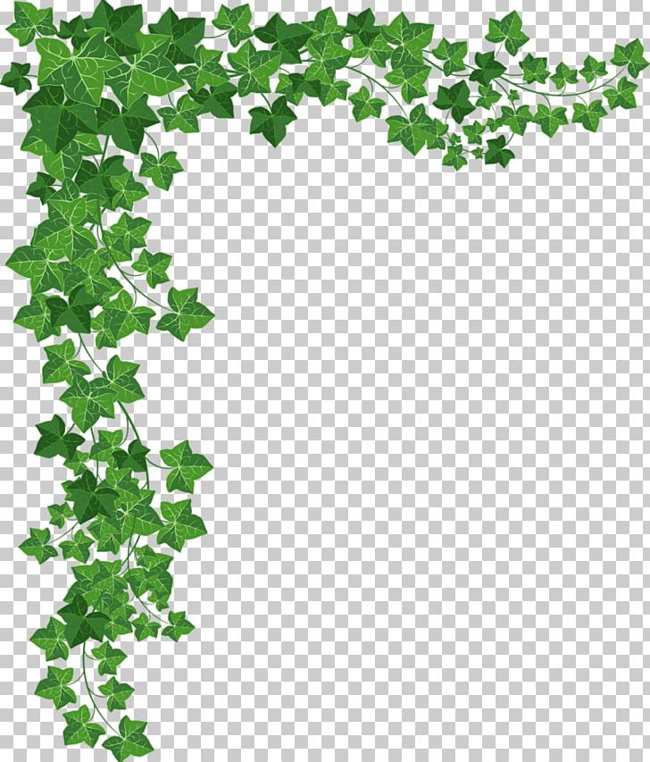 Vine Plant PNG, Clipart, Area, Border, Branch, Common Ivy, Flora Free PNG Download