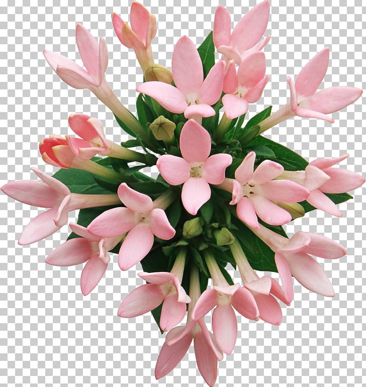 Frame Photography PNG, Clipart, Ansichtkaart, Artificial Flower, Digital Image, Flower, Flower Arranging Free PNG Download