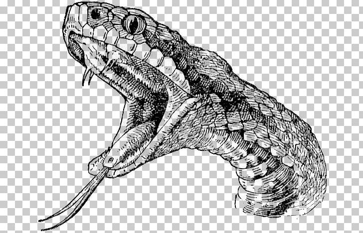 Rattlesnake Vipers Drawing PNG, Clipart, Animal, Animals, Artwork, Automotive Design, Black And White Free PNG Download