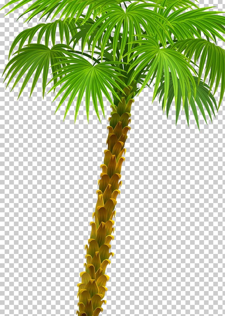 Arecaceae Plant Asian Palmyra Palm Attalea Speciosa Oil Palms PNG, Clipart, Arecaceae, Arecales, Asian Palmyra Palm, Attalea, Attalea Speciosa Free PNG Download
