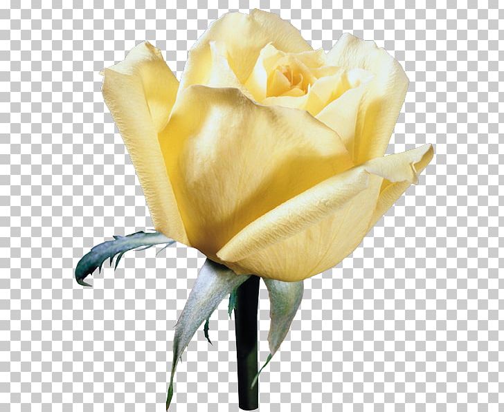 Garden Roses Yellow Cabbage Rose Drawing Floribunda PNG, Clipart, Accessories, Animated Cartoon, Blue, Blue Rose, Bud Free PNG Download