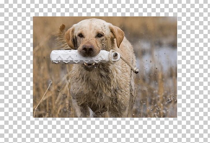 Chesapeake Bay Retriever Golden Retriever Labrador Retriever Dog Breed Companion Dog PNG, Clipart, Animals, Breed, Bumper, Carnivoran, Chesapeake Bay Free PNG Download