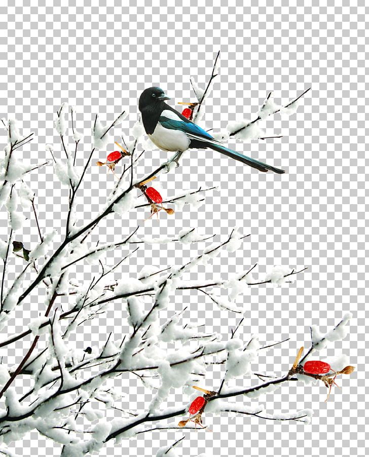 Daxue Xiaoxue Lidong Dongzhi Dahan PNG, Clipart, Art, Beak, Bird, Branch, Branches Free PNG Download