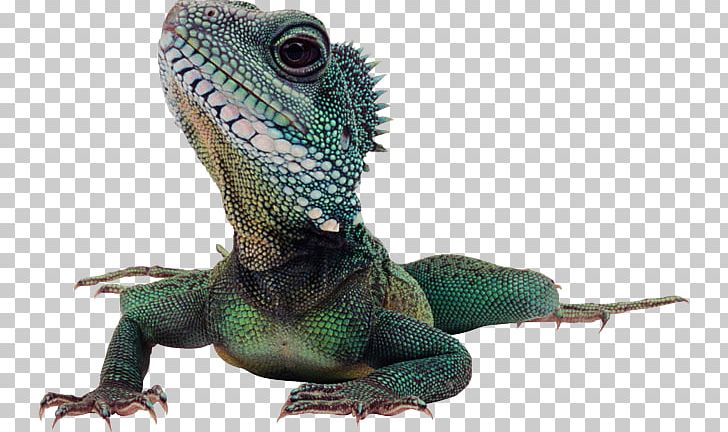 Lizard Reptile Komodo Dragon Common Iguanas PNG, Clipart, Agama, Agamidae, Bearded Dragon, Chameleons, Common Free PNG Download