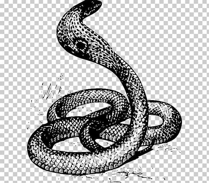 Snake Drawing King Cobra PNG, Clipart, Animals, Black And White, Boa Constrictor, Boas, Cobra Free PNG Download