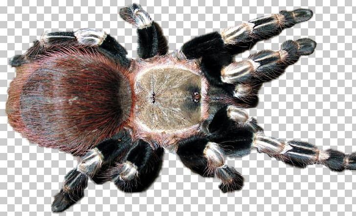 Tarantula PNG, Clipart, Arachnid, Arthropod, Invertebrate, Organism, Others Free PNG Download