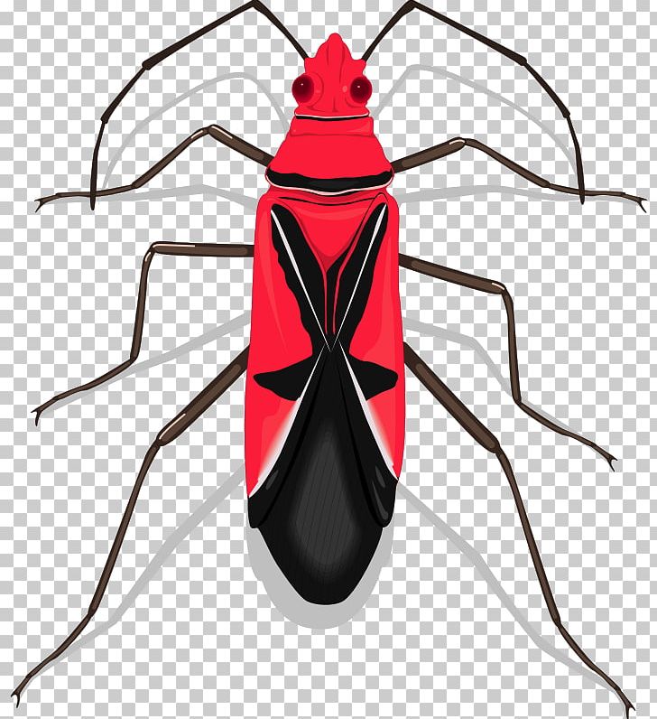 Beetle Euclidean PNG, Clipart, Arthropod, Beetle, Download, Euclidean Vector, Fly Free PNG Download