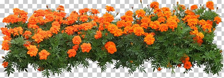 Flower Garden Lawn Landscape PNG, Clipart, Cutting, Flower, Flower Garden, Garden, Grass Free PNG Download